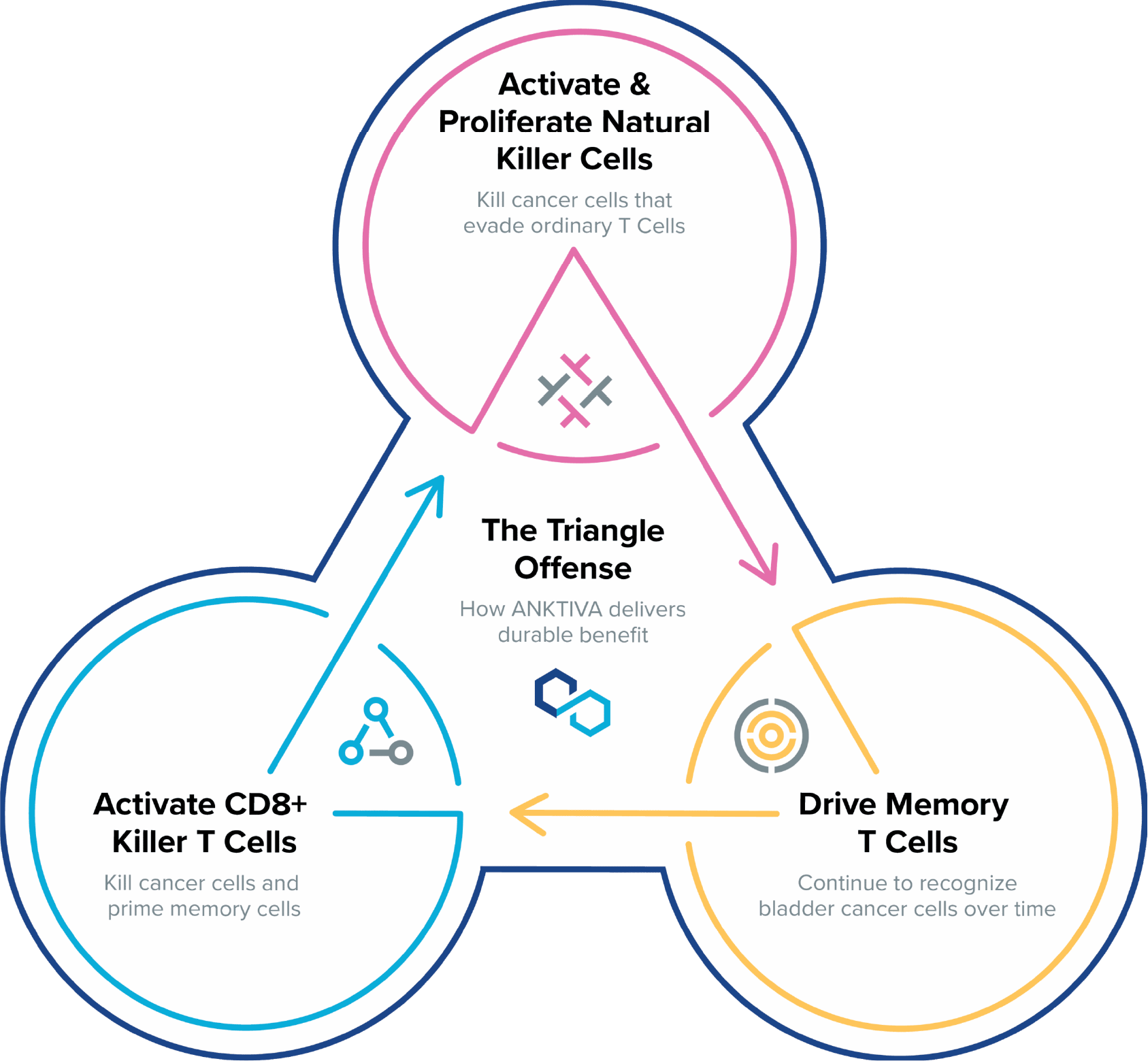 Diagram illustrating the "Triangle Offense" mechanism of ANKTIVA: a central triangle connecting three circles showing how it activates and proliferates Natural Killer cells (top), CD8+ Killer T cells (left), and Memory T cells (right), with arrows indicating synergy for durable benefit in bladder cancer treatment by killing cancer cells and enabling long-term immune recognition.