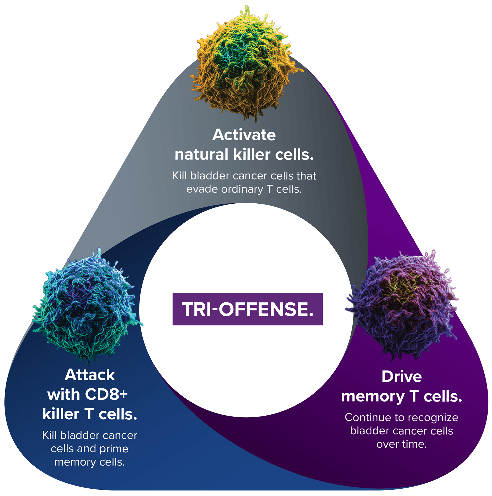 Infographic diagram on black background titled “TRI-OFFENSE” in a central yellow banner, showing Anktiva’s three-pronged immune mechanism in a large inverted triangle: top gray section activates natural killer cells to kill evasive cancer cells (yellow icon); bottom-left blue section attacks with CD8+ killer T cells to eliminate cancer and prime memory cells (blue icon); bottom-right purple section drives memory T cells for ongoing bladder cancer recognition (pink icon).